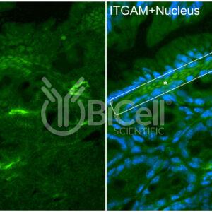 Integrin alpha-M (ITGAM or CD11b) antibody labeling of mouse colon