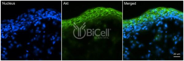 AKT (AKT1 or RAC or PKB) antibody labeling of embryonic mouse skin