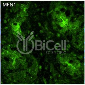 Mitofusin-1 (MFN1) antibody labeling of embryonic mouse kidney