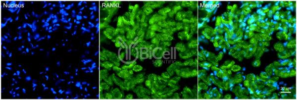TNFSF11 (RANKL or CD254) antibody labeling of embryonic mouse intercostal muscle