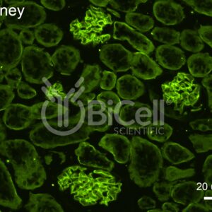 Collagen alpha-4 (IV) (Col4a4) antibody labeling of mouse kidney