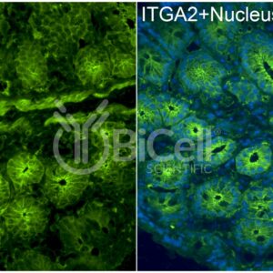 Integrin alpha-2 (ITGA2) antibody labeling of mouse colon