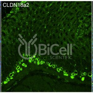 Claudin-18.a2 ECL (CLDN18.a2-ECL) antibody labeling of mouse stomach