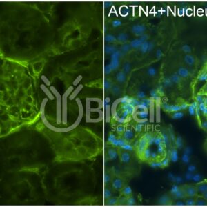 Actinin alpha-4 (ACTN4) antibody labeling of mouse kidney