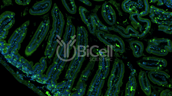 CCR3 (CD193) antibody labeling of mouse small intestine