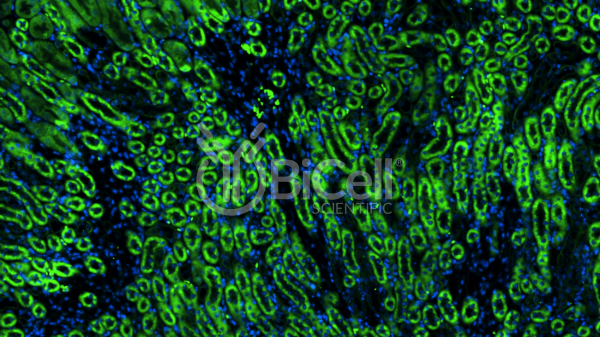 CXCR1 (CD128 or CD181 or IL8RA) antibody labeling of mouse kidney