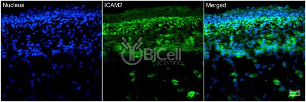 ICAM2 (CD102) antibody labeling of embryonic mouse skin