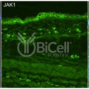 JAK1 (JTK3) antibody labeling of embryonic mouse skin