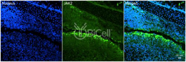 JAK2 (JTK10) antibody labeling of embryonic mouse brain