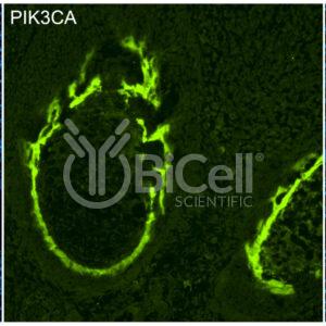 PIK3CA (PI3K-alpha or p110-alpha) antibody labeling of embryonic mouse bone