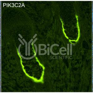 PIK3C2A (PI3K-C2-alpha or PI3-K-C2A) antibody labeling of embryonic mouse bone