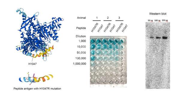 PIK3CA-H1047R antibody production