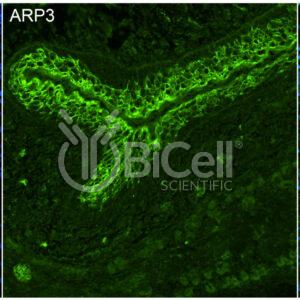 ACTR3 (ARP3) antibody labeling of embryonic mouse skin