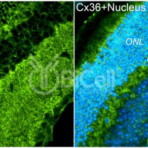 Connexin-36 (Cx36 or Gjd2) antibody labeling of mouse retina