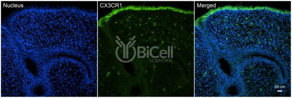 CX3CR1 (CCRL1 or GPR13) antibody labeling of embryonic mouse skin