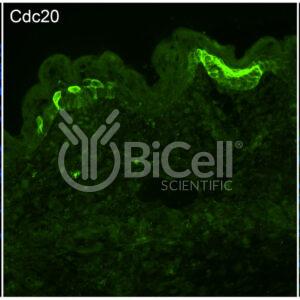 CDC20 antibody labeling of embryonic mouse skin