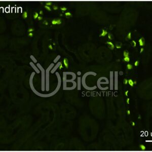 Pendrin (Slc26a4) antibody labeling of mouse kidney