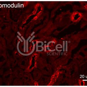 Uromodulin (UMOD or THP) antibody labeling of mouse kidney