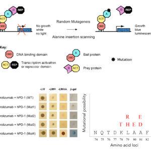 Epitope Mapping Service with Random Mutagenesis and Yeast 2-Hybrid