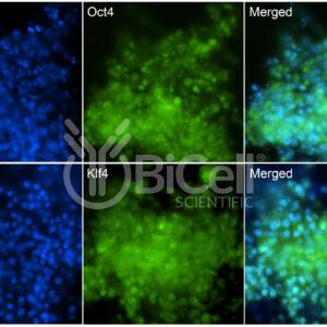 BiCell-hESC culture kit maintenance of human iPS cells